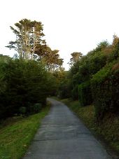 Road to Tresco Abbey - Geograph - 2178137.jpg