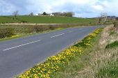 A Host Of Golden Dandelions - Geograph - 4925345.jpg