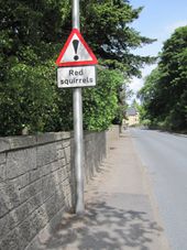 B862 Dores Road - red squirrels.jpg