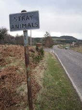 B862 Knockcarrach - Pre-Worboys Stray Animals.jpg