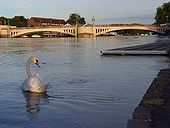 The River Thames, Reading - Geograph - 508629.jpg