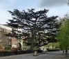 Cedar, Tulse Hill (C) Stephen Richards - Geograph - 3674376.jpg