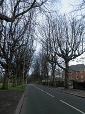 Tree lined Aigburth Vale, Liverpool - Geograph - 2855408.jpg
