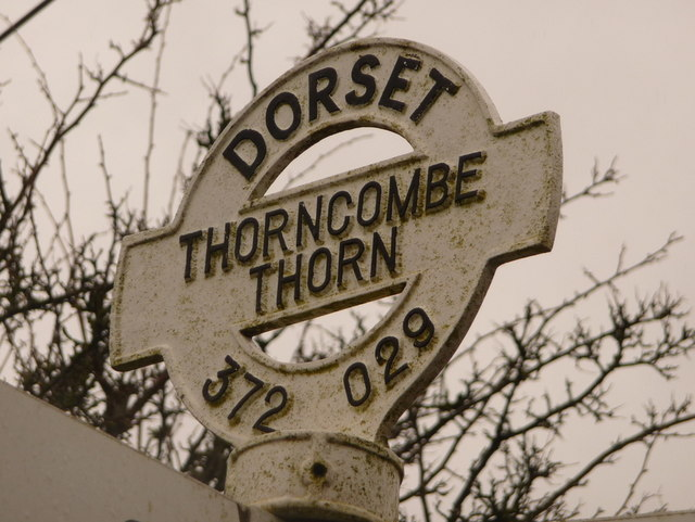 File:Thorncombe Thorn 2.bmp