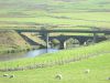 Rich pastures near the River Clyde - Geograph - 3677267.jpg