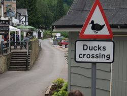 Ducks Crossing, Saracens Head pub, Symonds Yat - Coppermine - 23423.jpg