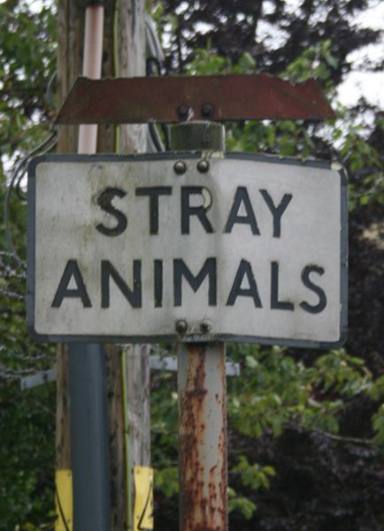 File:Stray-animals.jpg