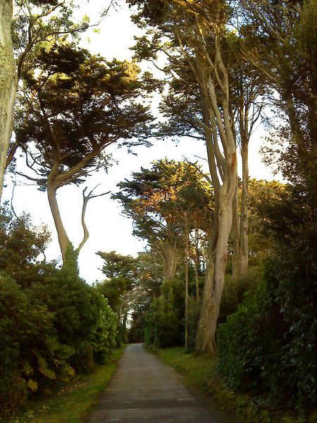 File:Tall trees over the road - Geograph - 2178135.jpg