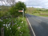 Floral roadside verge - Geograph - 449154.jpg