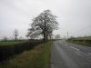 Tree beside a bend in the road (C) Brian Shaw - Geograph - 88509.jpg
