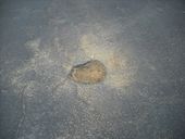Pothole in microasphalt.jpg