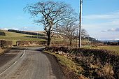 Roadside Trees - Geograph - 1716007.jpg