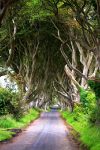 The Dark Hedges, near Armoy - Geograph - 2815317.jpg