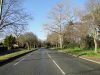 Tree lined Normanston Drive, Oulton... (C) Adrian S Pye - Geograph - 4366021.jpg