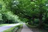 Trees on Ham Gate Avenue - Geograph - 2026219.jpg