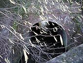 River Itchen in a conduit - Geograph - 129985.jpg