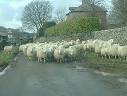 Sheep at Old Dam, Derbyshire - Coppermine - 4807.jpg