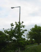 Sleeved concrete streetlight with Thorn Alpha 8 lantern, Poole Dorset - Coppermine - 6188.jpg